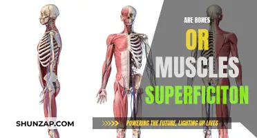 What Lies Beneath: Bones and Muscles Examined