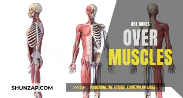 The Power of Bones: Superior to Muscles?