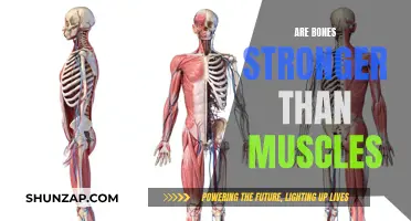 What's Stronger: Bones or Muscles?