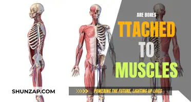 How Bones and Muscles Work Together