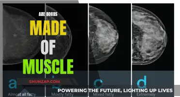 What Are Breasts Made Of? Muscle Mystery Explained