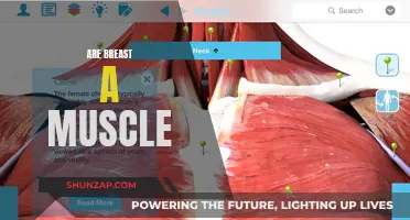 What Are Breasts Made Of? Is It Muscle?