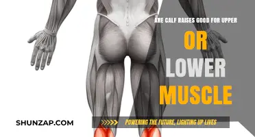 Calf Raises: Targeting Lower Body Muscles, Not Upper Body Strength