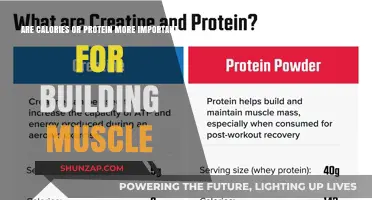 Protein vs. Calories: Unraveling the Muscle-Building Debate