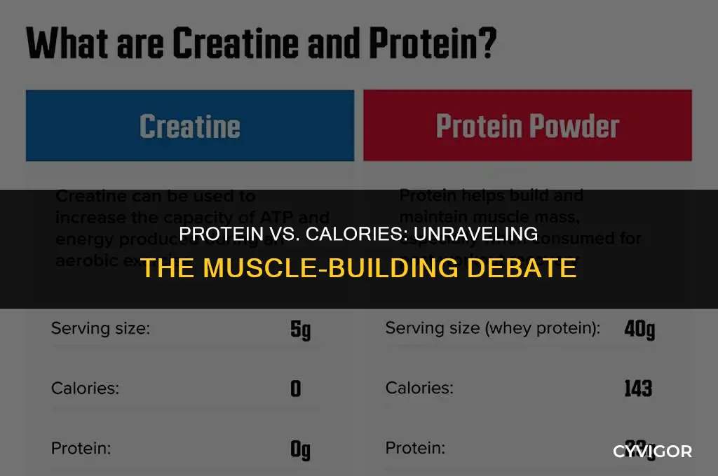 are calories or protein more important for building muscle