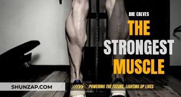 Calves: Strongest Muscle in the Human Body?