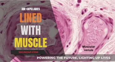 Muscle-Lined Capillaries: What's the Deal?