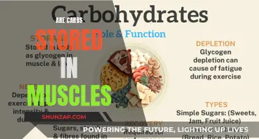 Carb Storage: Muscles or Fat?