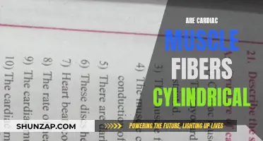 Cardiac Muscle Fibers: Cylindrical or Not?