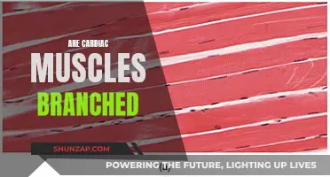 Are Cardiac Muscle Fibers Branched?