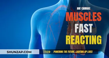 Cardiac Muscles: Quick Reactors or Slow?