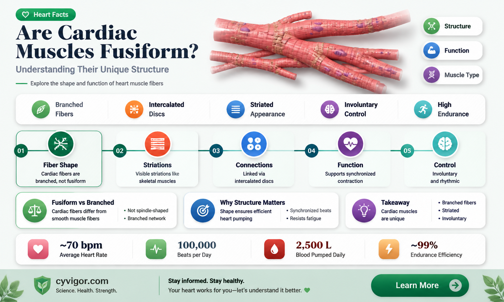 are cardiac muscles fusiform
