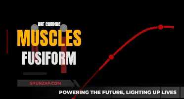 Are Cardiac Muscles Fusiform? Understanding Their Unique Structure