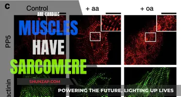 Sarcomere Existence in Cardiac Muscles: What's the Truth?