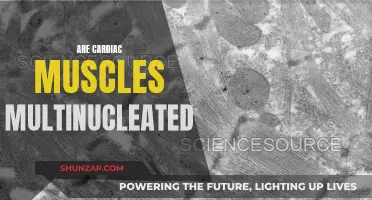 Are Cardiac Muscles Multinucleated? The Intriguing Truth