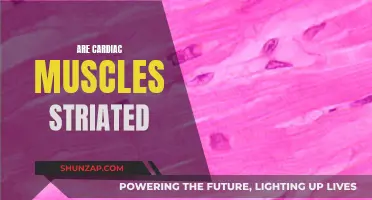 Striated Cardiac Muscles: What Makes Them Unique?