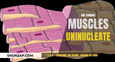 The Cardiac Muscle Mystery: Are They Uninucleate?