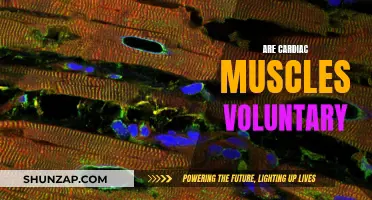 Voluntary Control Over Cardiac Muscles: Is It Possible?