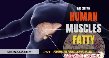 Human Muscles and Fat: What's the Connection?