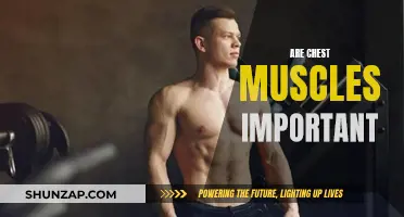 Chest Muscles: Are They Important for Overall Fitness?