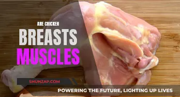 Chicken Breasts: Muscular Meat or Something Else?