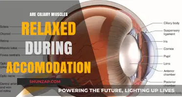 Ciliary Muscles and Accommodation: Understanding Their Role in Focus