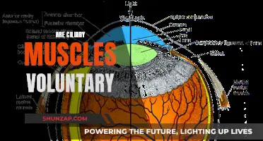 Ciliary Muscles: Voluntary or Involuntary?