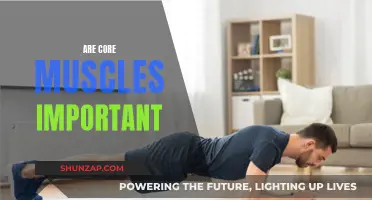 Core Muscles: Why They Are Essential for Fitness