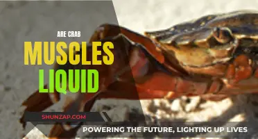 The Intriguing Liquid Muscles of Crabs