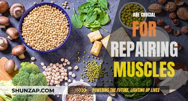 Muscle Repair: The Importance of Post-Workout Recovery