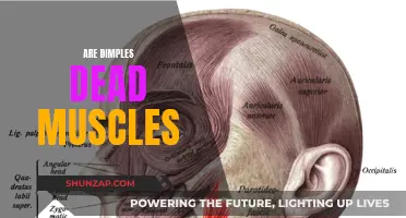 Dimples: Muscles' Deathly Charm or Genetic Fluke?