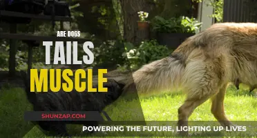 The Science Behind Dogs' Tails: Muscle or More?