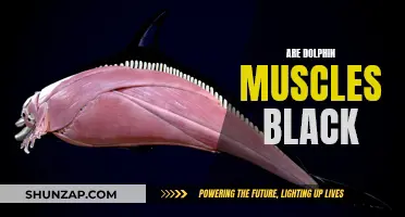 Dolphin Muscles: Why Black?