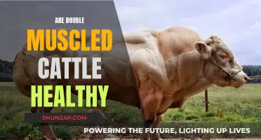 Double-Muscled Cattle: Healthy or Harmful?