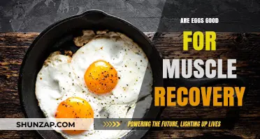 Eggs and Muscle Recovery: Unlocking Post-Workout Nutrition Benefits