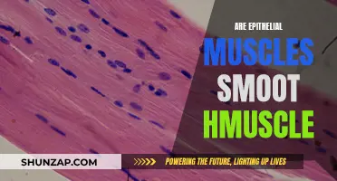 Understanding the Unique Nature of Epithelial Smooth Muscles