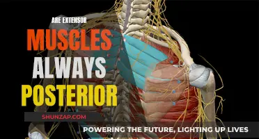 Extensor Muscles: Posterior or Anterior?
