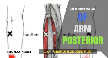 Are Arm Extensor Muscles Posterior? Anatomy Explained Simply