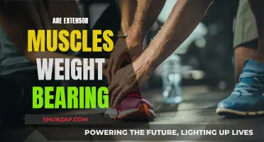 Extensor Muscles: Weight-Bearing Capacity and Functionality