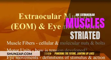 Striated Extraocular Muscles: What You Need to Know