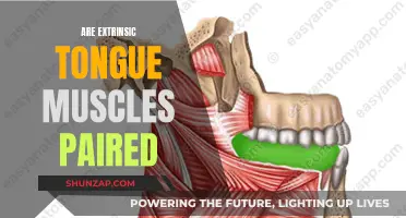 Tongue Muscle Anatomy: Understanding Extrinsic Muscle Structure