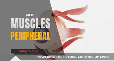 Eye Muscle Movement: Peripheral or Central?