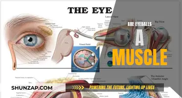 Eyeballs: Muscles or Not? Exploring the Truth