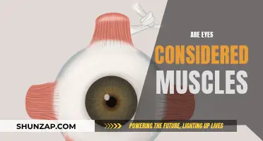 Eyes: Muscles or Not? Understanding the Human Eye Better