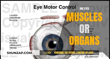 Eyes: Muscles or Organs? Unveiling the Truth About Vision