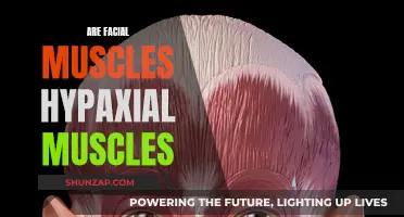 Facial Muscles: Understanding Their Hypaxial Nature Better