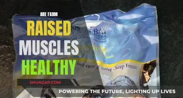 Farm-Raised Mussels: Healthy or Hazardous?