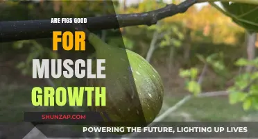 Boost Muscle Growth: Are Figs the Secret Superfood You Need?