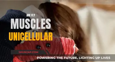 The Muscular Might of Flies: Unveiling Their Structural Secrets