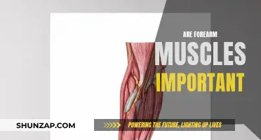 Building Forearm Muscles: Are They Worth the Effort?